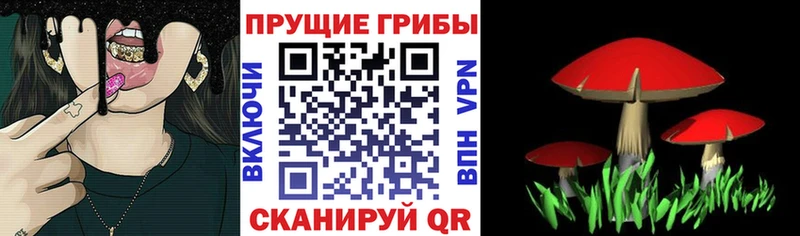 закладка  Новороссийск  Галлюциногенные грибы Magic Shrooms 